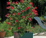 Dipladenia en promo chez Super U Valence à 15,99 €