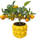 Aktuelle Blumentopf Angebote bei Kaufland in Heilbronn Aktuelles Citrus-Stämmchen im Keramik-Übertopf Angebot bei Kaufland in Heilbronn ab 17,99 €