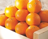 Clémentine à Intermarché Super dans Breuches Clémentine à Intermarché Super dans Breuches