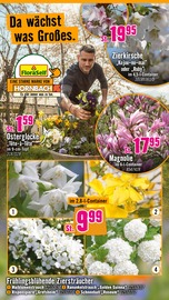 Hortensie im Hornbach Prospekt in Filderstadt Aktueller Hornbach Prospekt mit Hortensie, "Ran ans PROJEKT. Es ist schon Pflanzzeit.", Seite 2