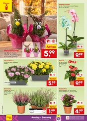 Ähnliche Gartenerde Angebote im Prospekt "Aktuelle Angebote" von Netto Marken-Discount in Trier Ähnliche Angebote wie Gartenerde im Prospekt "Aktuelle Angebote" auf Seite 40 von Netto Marken-Discount in Trier