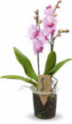 Orchidee Multiflora Angebote bei Netto Marken-Discount Mülheim für 9,99 €