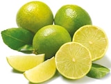 Bio Limetten bei Netto mit dem Scottie im Chemnitz Prospekt für 1,29 €