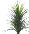Dracena en pot - Bazarland à Pau Dracena en pot en promo chez Bazarland Pau à 5,99 €
