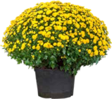 OBI - Chrysantheme Angebot im Prospekt Chrysantheme bei OBI im Prospekt "" für 5,55 €