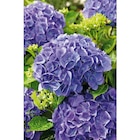 Hortensia - Carrefour à Ajaccio Hortensia en promo chez Carrefour Ajaccio à 9,99 €