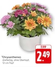 Aktuelles Chrysanthemen Angebot bei EDEKA in Heidelberg ab 2,49 €