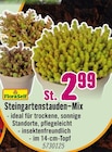 Steingartenstauden-Mix bei Hornbach im Dresden Prospekt für 2,99 €