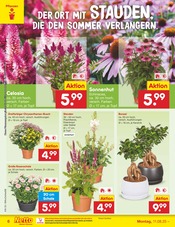 Aktueller Netto Marken-Discount Prospekt mit Bonsai, "Aktuelle Angebote", Seite 8