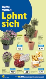 Aktueller Lidl Prospekt mit Lavendel, "LIDL LOHNT SICH", Seite 46