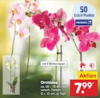 Orchidee bei Netto Marken-Discount im Marktleugast Prospekt für 7,99 €