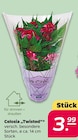Celosia "Twisted" im Netto mit dem Scottie Prospekt Celosia "Twisted" im aktuellen Netto mit dem Scottie Prospekt für 3,99 €