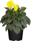 DAHLIE im Angebot bei OBI in Löhne DAHLIE Angebote von GROW BY OBI bei OBI Löhne für 4,49 €