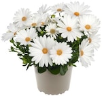 Aktuelle Blumen Angebote bei REWE in Nürnberg Aktuelles Schleierkraut »Twins« Angebot bei REWE in Nürnberg ab 1,79 €