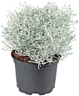 Stacheldrahtpflanze  im aktuellen Penny Prospekt für 1,89 €