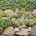 Italienische Kräuter Angebote bei ROSENGUT Langerwisch Potsdam für 3,99 €