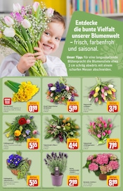 Hortensie im REWE Prospekt in Leinfelden-Echterdingen Aktueller REWE Prospekt mit Hortensie, "Dein Markt", Seite 21