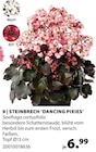 Dehner Garten-Center Bad Dürrheim - Steinbrech ‘Dancing Pixies‘ Angebot im Prospekt Steinbrech ‘Dancing Pixies‘ bei Dehner Garten-Center im Bad Dürrheim Prospekt für 6,99 €
