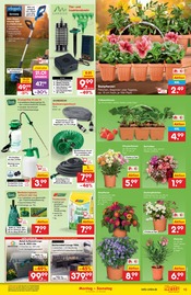 Balkonpflanzen im Netto Marken-Discount Prospekt in Rostock Aktueller Netto Marken-Discount Prospekt mit Balkonpflanzen, "Aktuelle Angebote", Seite 13