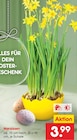 Aktuelles Narzissen Angebot bei Netto Marken-Discount in Leipzig ab 3,99 €