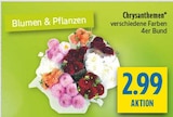 Chrysanthemen Angebote bei diska Erlangen für 2,99 €