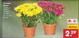 Aktuelles Chrysantheme Angebot bei Netto Marken-Discount in Dortmund ab 2,29 €