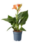 Canna indica en promo chez Lidl Nantes à 2,99 €