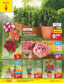 Garten im Netto Marken-Discount Prospekt "Aktuelle Angebote" mit 50 Seiten (Münster)