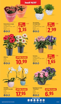 Promotion Plante Verte dans le prospectus Lidl, valable du 10/07/2025 au 16/07/2025 Promo Plante Verte dans le catalogue Lidl du moment à la page 29