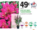 Promo Lilas des indes lagerstroemia à 49,00 € dans le catalogue E.Leclerc à Pléneuf-Val-André
