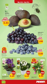 Pflanzen im Penny Prospekt "Wer günstig will, muss Penny." mit 46 Seiten (Hannover)