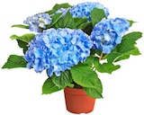 Hortensie Angebote bei Penny Offenburg für 5,99 €