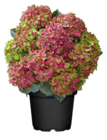 Aktuelles Hortensie Schloss Wackerbarth Angebot bei OBI in Aachen ab 27,99 €