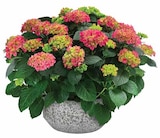 Aktuelles Pflanzarrangement Angebot bei Dehner Garten-Center in Chemnitz ab 37,99 €
