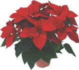U Express - POINSETTIA : offre du catalogue Promo POINSETTIA à 4,90 € dans le catalogue U Express ""