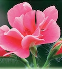 Géraniums XL pour jardins et balcons en promo chez Norma Nancy à 4,99 €