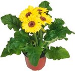 Kaufland Tuttlingen - Gerbera Angebot im Prospekt Gerbera bei Kaufland im Tuttlingen Prospekt für 1,69 €