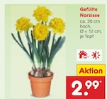 Aktuelles Gefüllte Narzisse Angebot bei Netto Marken-Discount in Frankfurt (Main) ab 2,99 €