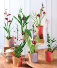 Orchidée 1 Tige en promo chez Super U Saumur à 8,99 €