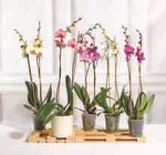 Orchidée 2 tiges en promo chez Super U Nanterre à 12,99 €