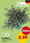 Aktuelles Eukalyptus Angebot bei Penny in Mannheim ab 2,99 €