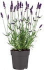 Lavendel angustifolia Angebote bei Lidl Göttingen für 2,49 €