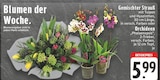 Gemischter Strauß oder Orchideen Angebote bei EDEKA Frechen für 5,99 €