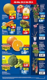 Zimmerpflanzen Angebot im aktuellen Lidl Prospekt auf Seite 3