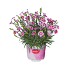 Dianthus, Pink Kisses im aktuellen Prospekt bei Lidl in Regenstauf