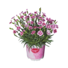 Dianthus, Pink Kisses Angebot in Regenstauf Dianthus, Pink Kisses im aktuellen Prospekt bei Lidl in Regenstauf