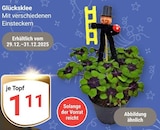 Glücksklee bei GLOBUS im Burgstein Prospekt für 1,11 €