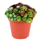 Aktuelles Hauswurz 3 Sorten Angebot bei toom Baumarkt in Mannheim ab 5,99 €