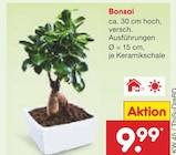 Bonsai im aktuellen Netto Marken-Discount Prospekt