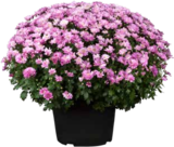 Aktuelles Chrysanthemen-Busch Angebot bei OBI in Nürnberg ab 5,55 €